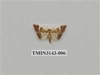 藏品(螟蛾290)的圖片